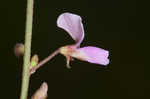 Hairy small-leaf ticktrefoil